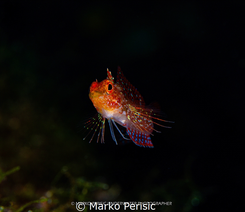 Meet the Red Triplefin (Tripterygion delaisi) picture tak... by Marko Perisic 