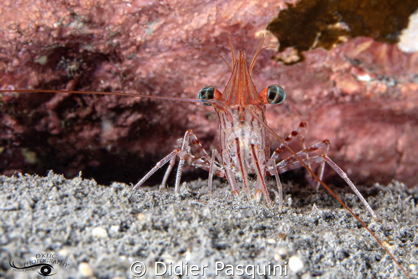 CREVETTE DE DURBAN - Rhynchocinetes durbanensis 
Réunion... by Didier Pasquini 