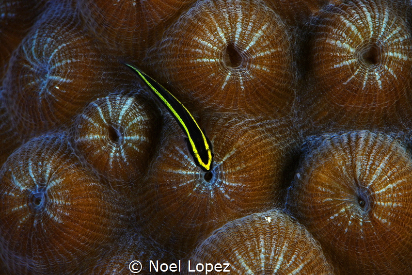 Goby, gardens of the queen, cuba by Noel Lopez 