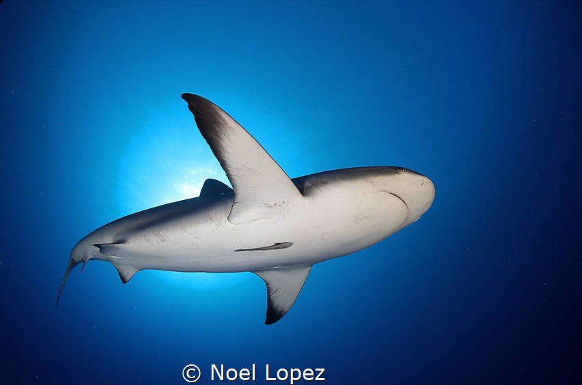 Caribbean reef shark, gardens of the queen, cuba by Noel Lopez 