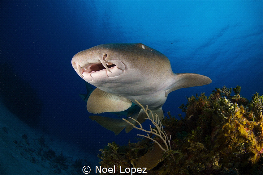 Nurse shark, gardens of the queen, cuba by Noel Lopez 