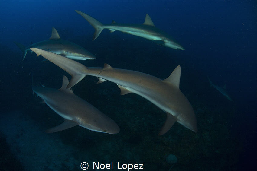 Caribbean reef shark hunting.gardens of the queen, cuba by Noel Lopez 