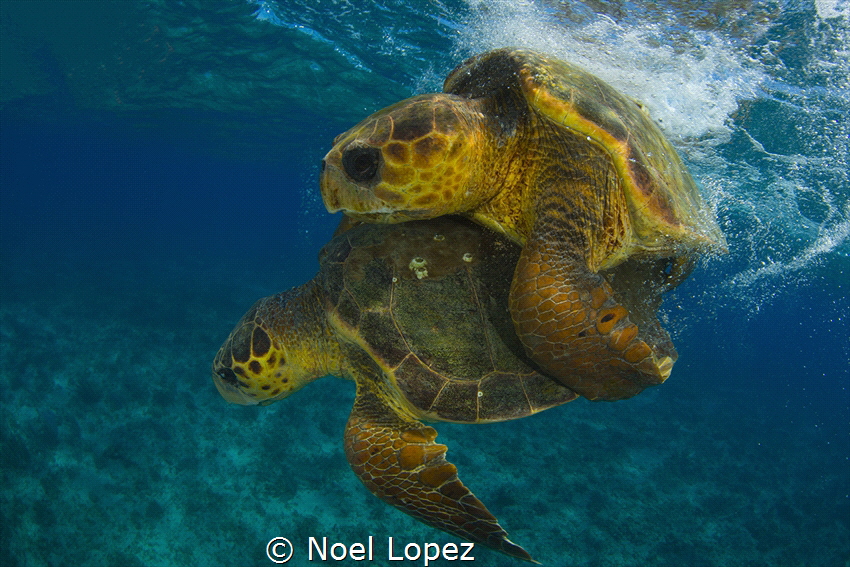 Logger head turtle mating,Cuba, gardens of the queen by Noel Lopez 