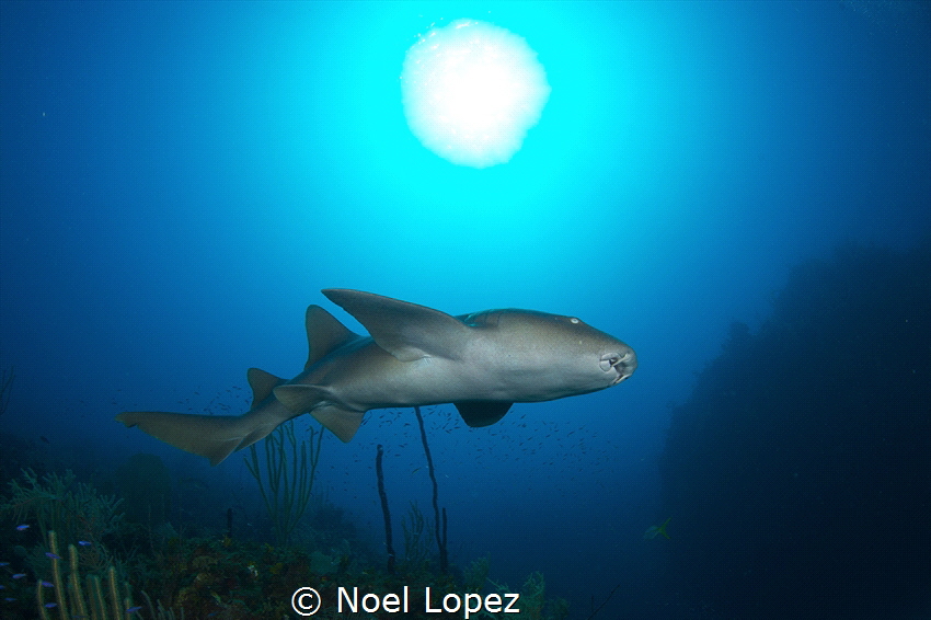 Nurse shark and sun,,gardens of the queen, cuba by Noel Lopez 