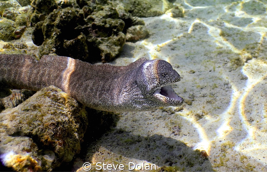 Moray Eel showing he’s not a fan of photographers. Taken ... by Steve Dolan 