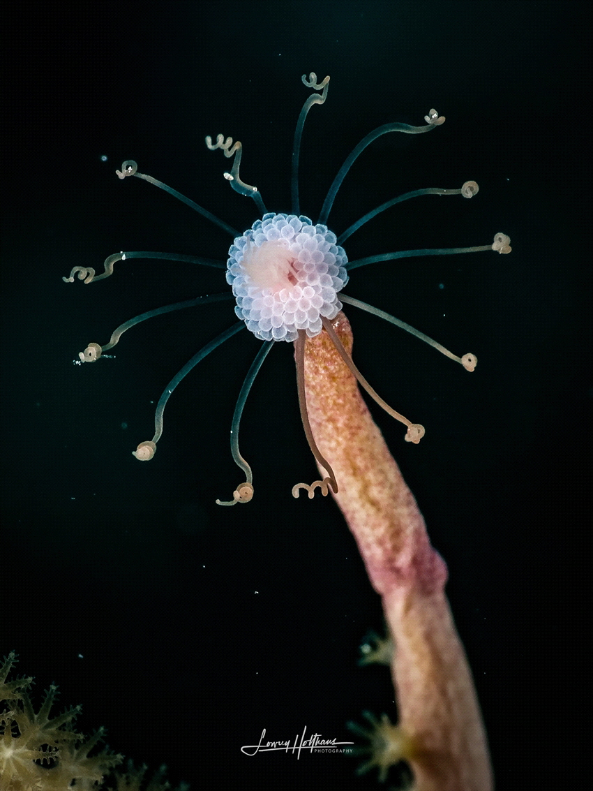 Gorgonian Hydroid by Lowrey Holthaus 