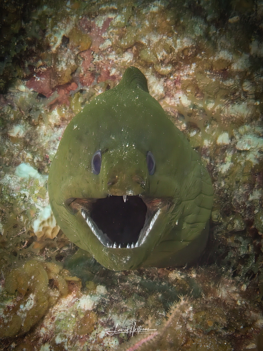 Toothy grin by Lowrey Holthaus 