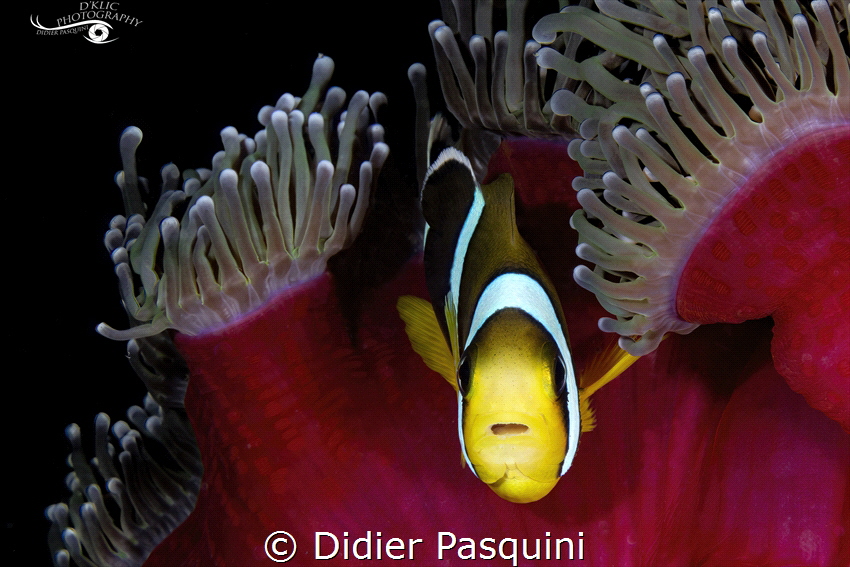 POISSON CLOWN DE MAURICE - Amphiprion chrysogaster 
ILE ... by Didier Pasquini 