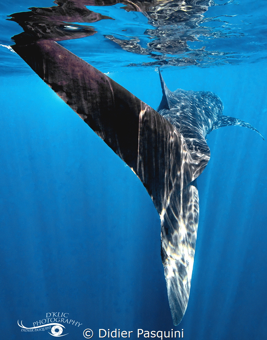 REQUIN BALEINE-Rhincodon typus
Nosy be 2022 by Didier Pasquini 