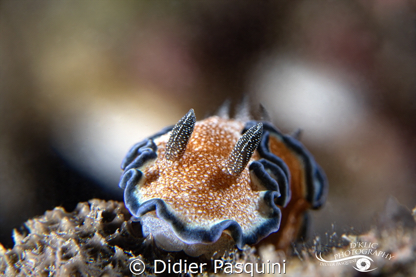 GLOSSODORIS A LISERE- Glossodoris cincta 
ile de la Réun... by Didier Pasquini 