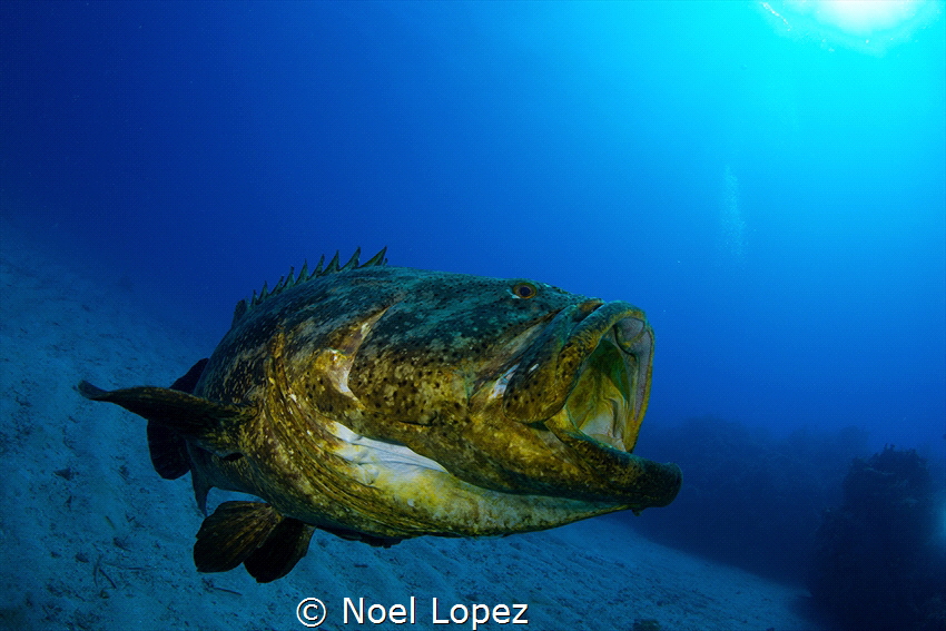 Goliath grouper, gardens of the queen,cuba by Noel Lopez 