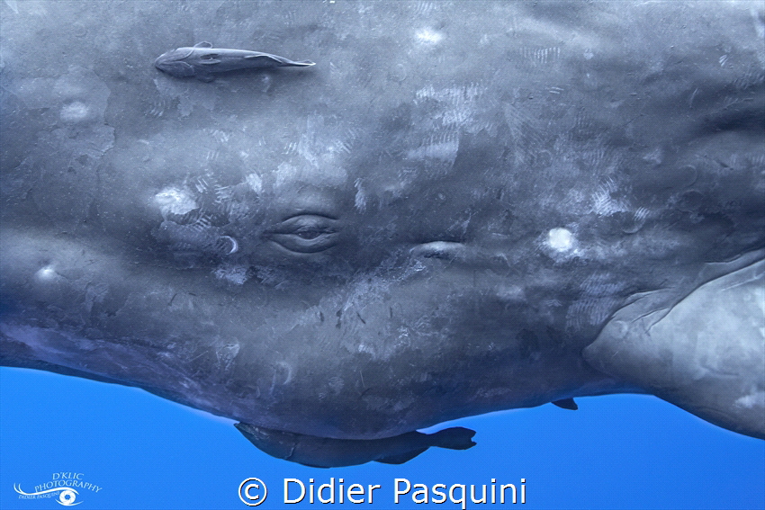 CACHALOT - Physeter macrocephalus
Mauritius 2023 by Didier Pasquini 