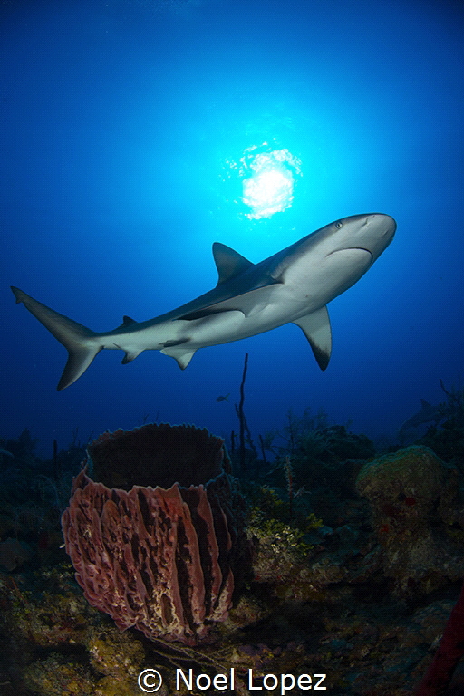 Caribbean reef shark, gardens of the queen, Cuba. by Noel Lopez 