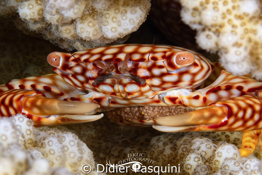 TRAPÉZIE À TACHES JAUNES - Trapezia flavopunctata 
With ... by Didier Pasquini 