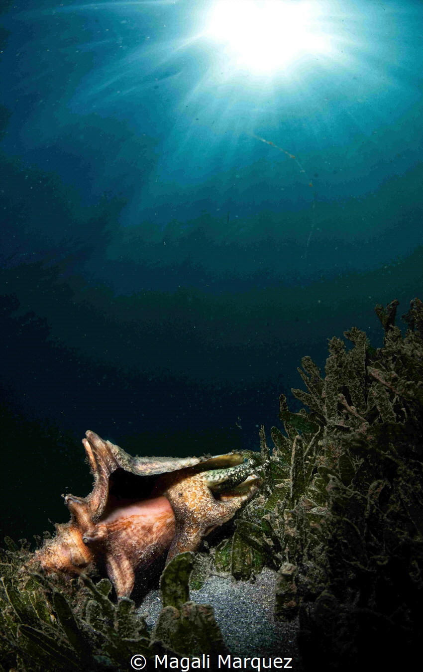 Queen Conch 
Playa el Escambron San Juan Puerto Rico by Magali Marquez 