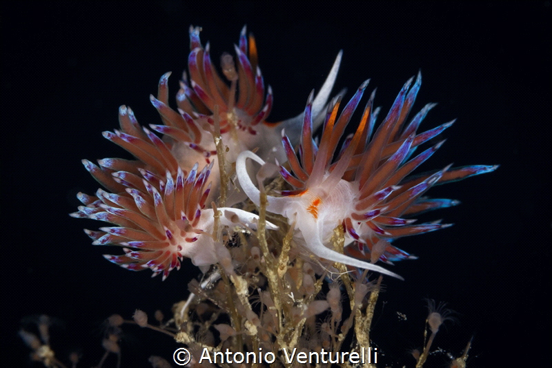 Cratena peregrina_September 2024
(Canon EF100, 1/200,f16... by Antonio Venturelli 