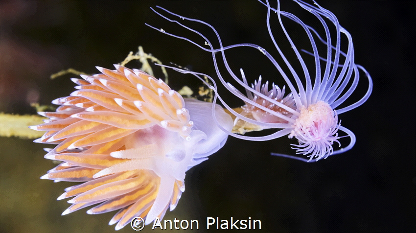 Coldwater nudibranch Coryphella is willing to eat a hydro... by Anton Plaksin 