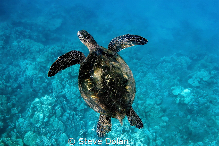 Hawaiian Sea turtle (Honu) swimming near a beach in Maui.... by Steve Dolan 