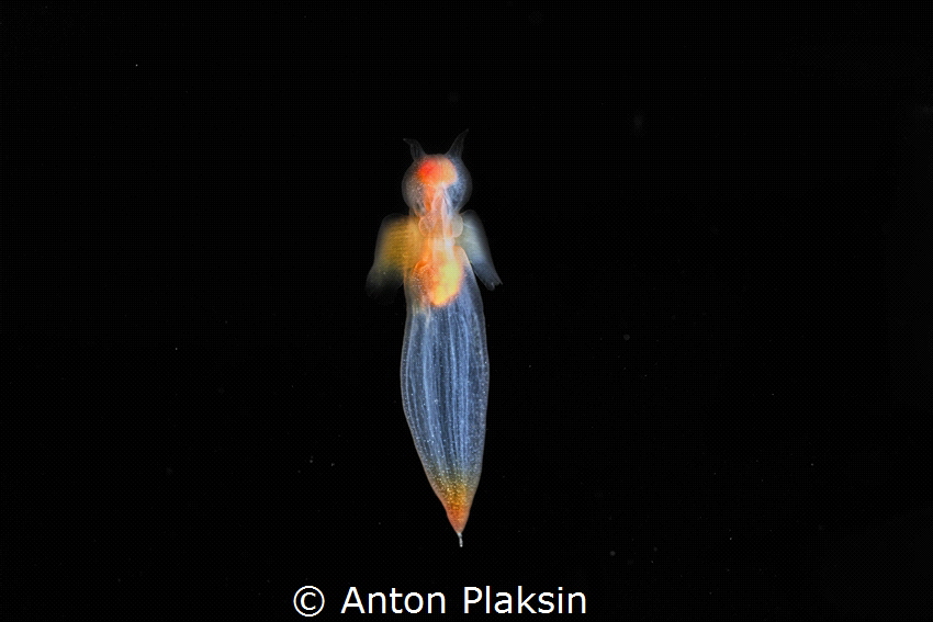 Beautiful sea nudibranch Clione limacina (or Sea Angel). by Anton Plaksin 