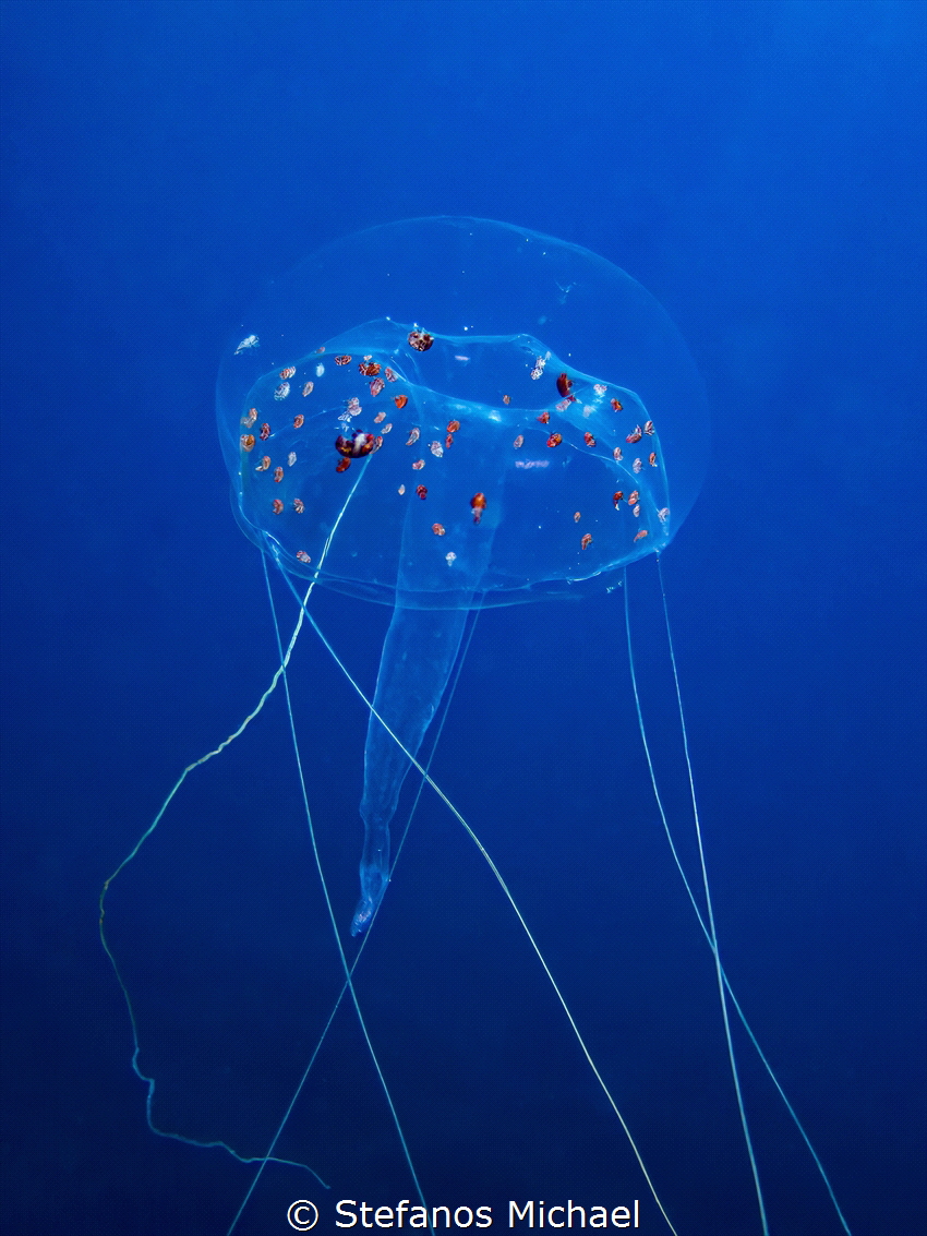 Jellyfish - Geryonia proboscidalis by Stefanos Michael 