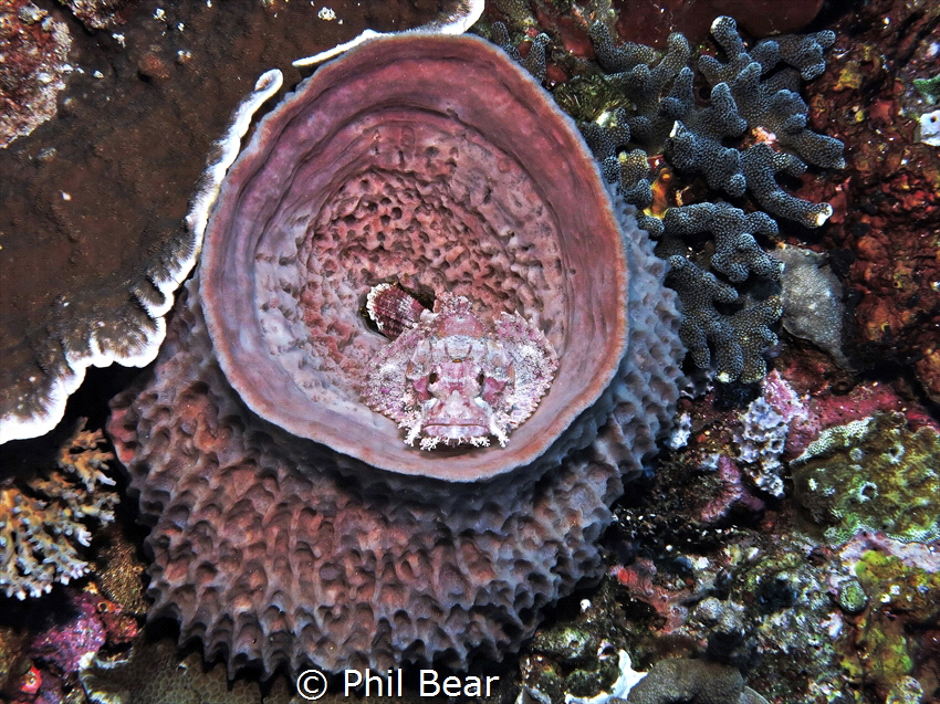 Fish in a Barrel- scorpionfish in a barrel sponge, Gili i... by Phil Bear 