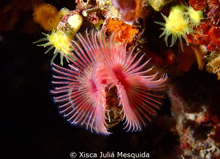 Protula tubularia: Protula tubularia is a species of poly... by Xisca Juliá Mesquida 