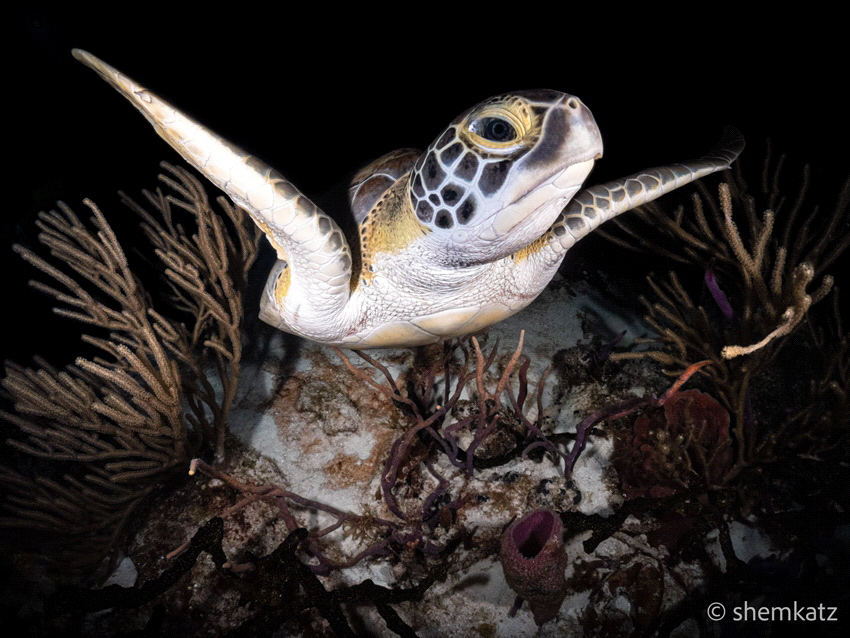 I spotted this Green Sea Turtle during a night dive. At t... by Shamyim Katz 