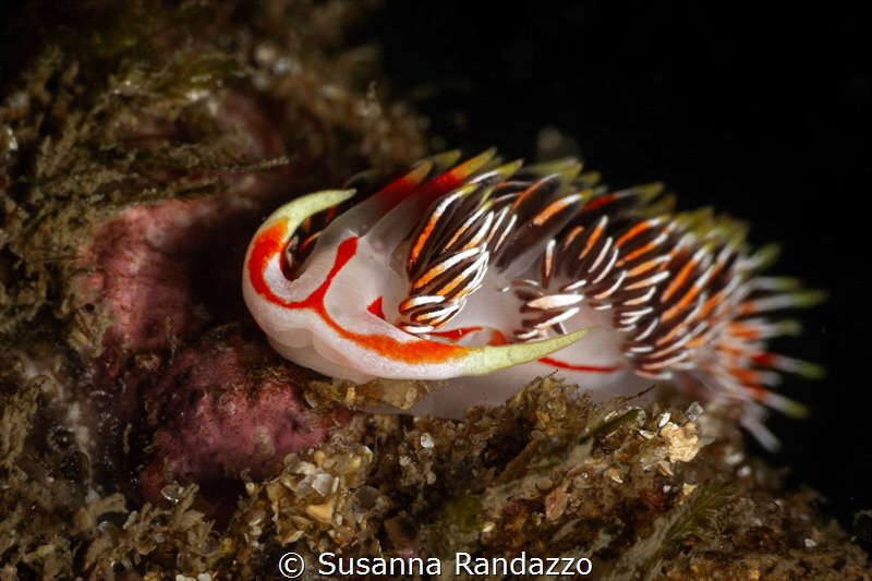 Phidiana militaris nudibranch_Nov 2024
(CanonEF60, 1/200... by Susanna Randazzo 