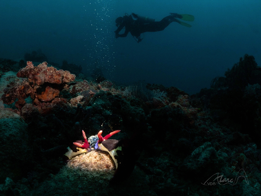 two nudi's by Marc Van Den Broeck 