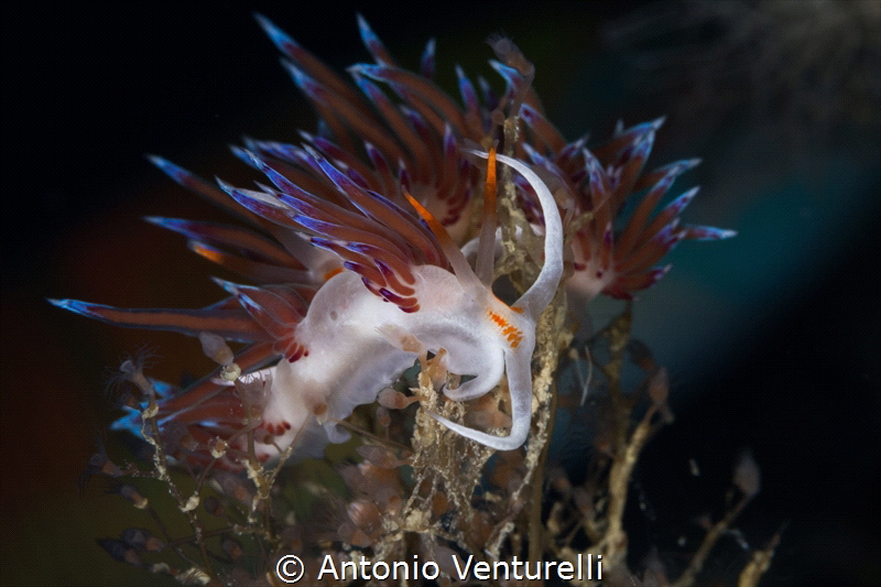 Cratena nudibranch_September2024
(CanonEF100,1/200,f16,i... by Antonio Venturelli 