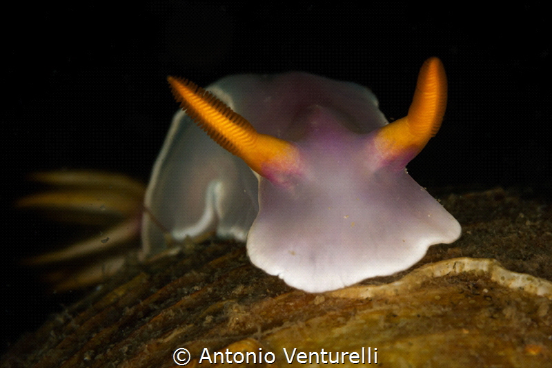 Hypselodoris bullokii nudibranch_March 2024
(CanonEF100,... by Antonio Venturelli 