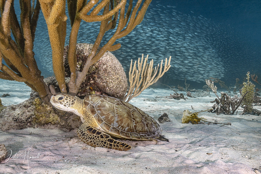 2024 has been the year of the bait ball in Bonaire.  This... by Leslie Howell 