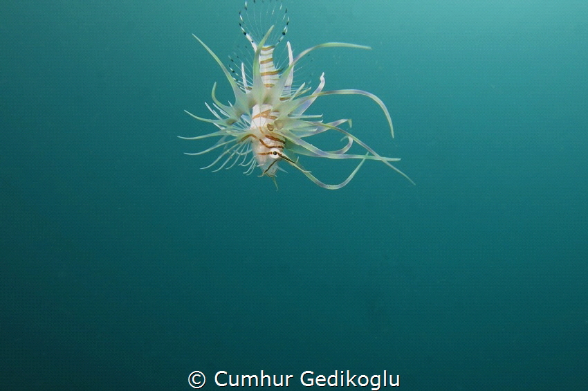 Pterois miles
Please Help!I'm falling. by Cumhur Gedikoglu 