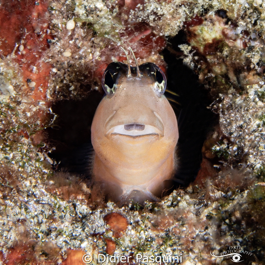 BLENNIE - Ecsenius lineatus 
ILE DE LA REUNION 2024 by Didier Pasquini 