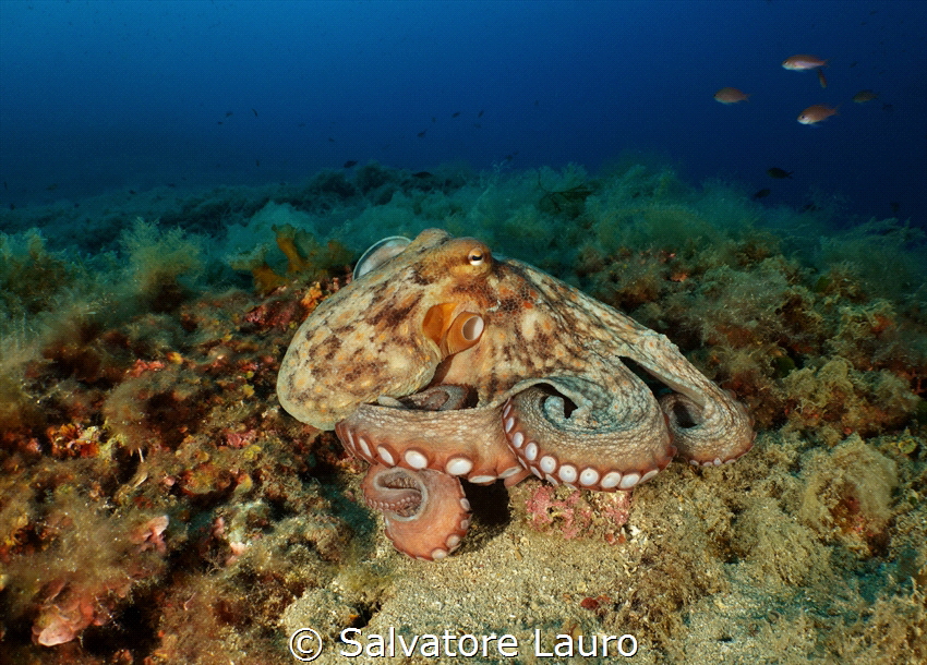 "Embraces in the Blue: The Charm of the Octopus" by Salvatore Lauro 