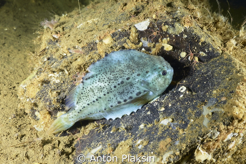 The Lumpfish or Cyclopterus lumpus. A fish which lack a s... by Anton Plaksin 