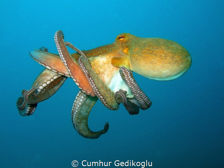 Octopus vulgaris by Cumhur Gedikoglu 