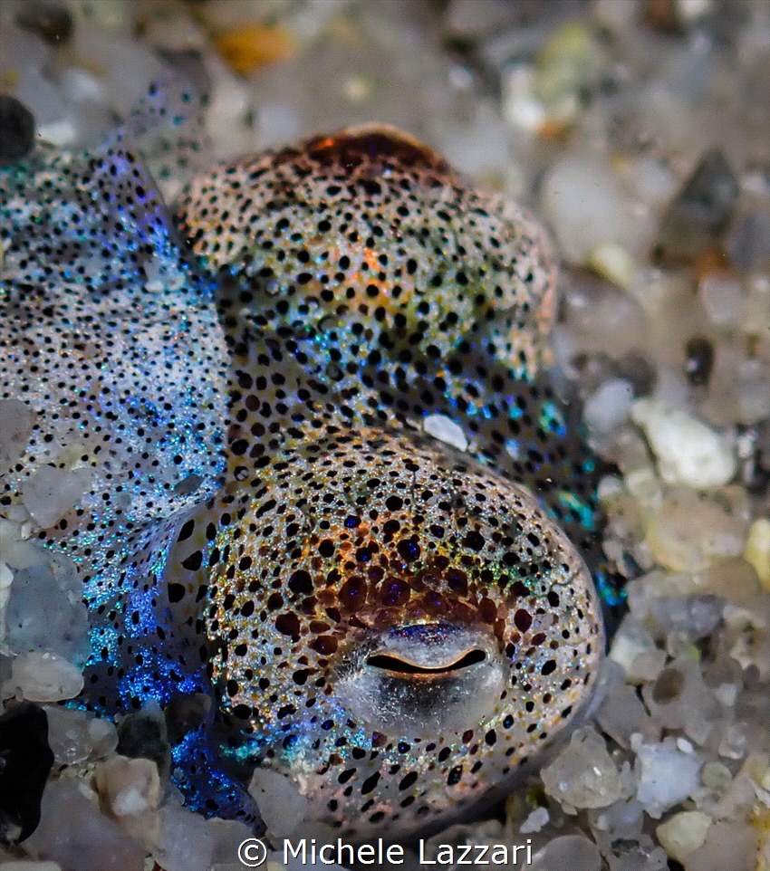 sepiola hiding and modulating chromatophores by Michele Lazzari 