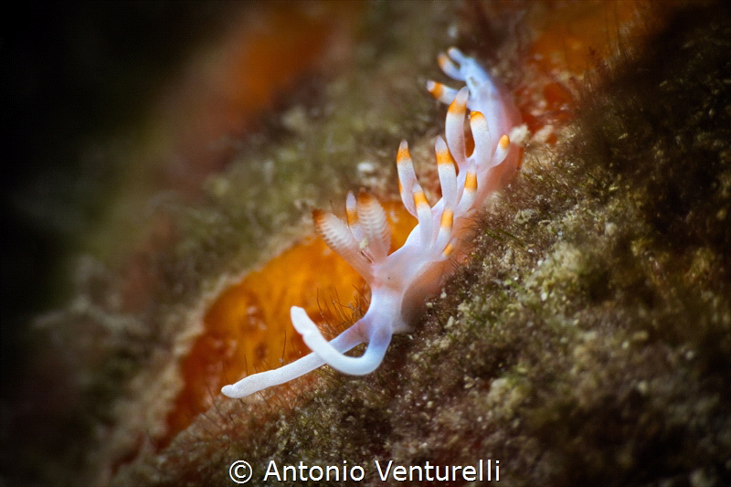 Samla bicolor nudibranch. The cerata have subapical orang... by Antonio Venturelli 