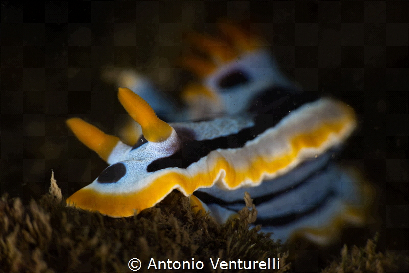 Chromodoris quadricolor nudibranch_Dec 2024
(CanonEF100,... by Antonio Venturelli 