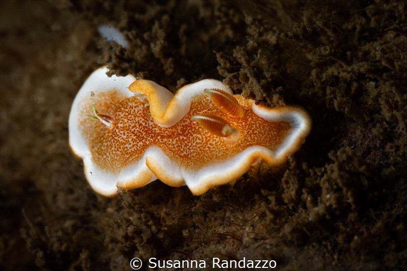 Glossodoris rufomarginata(white margin nudibranch)_Dec 20... by Susanna Randazzo 