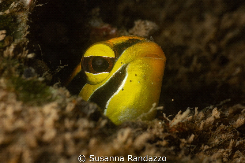 Hector's goby_December 2024
(CanonEF60,1/200,f16,iso100) by Susanna Randazzo 