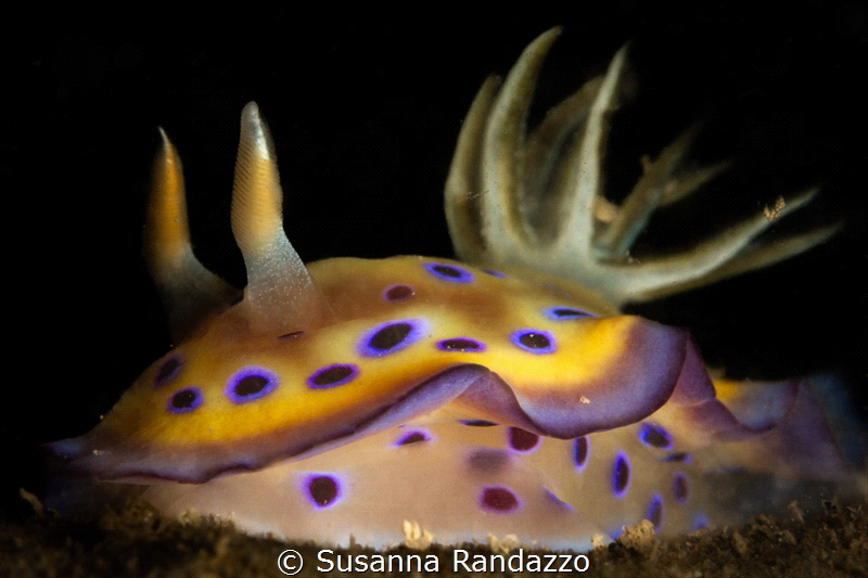 The colors of many Chromodorididae nudis are always strik... by Susanna Randazzo 