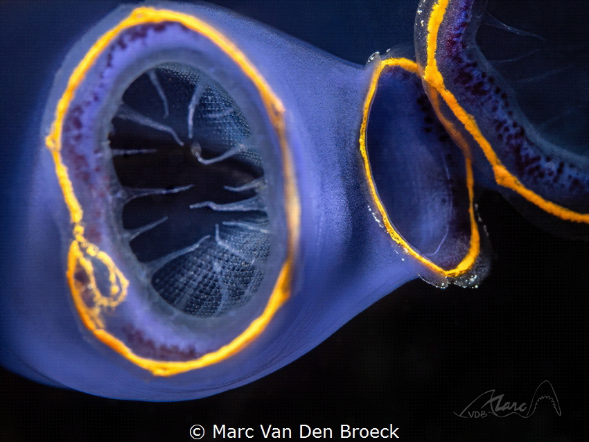 
Dear photographer fellow divers, This is my 1000 photo ... by Marc Van Den Broeck 