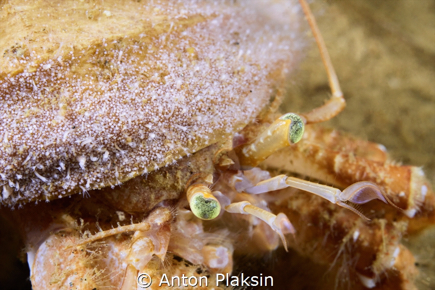 Pagurus pubescens hermit crab covered in little scyphysto... by Anton Plaksin 