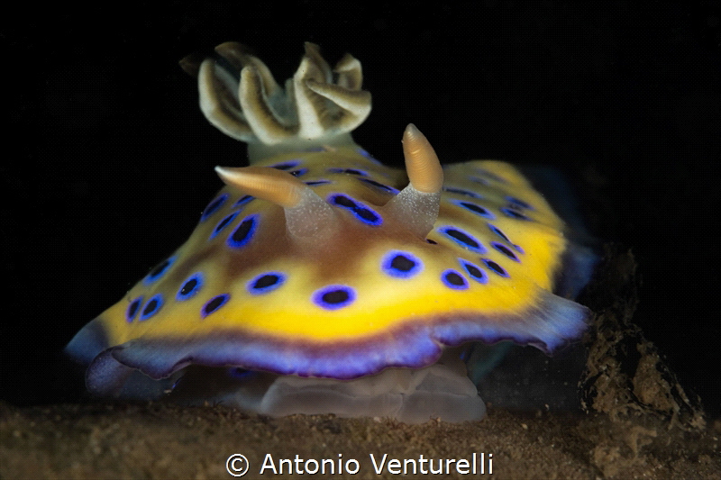 Goniobranchus kuniei nudibranch_Jan 2025
(CanonEF100,1/2... by Antonio Venturelli 