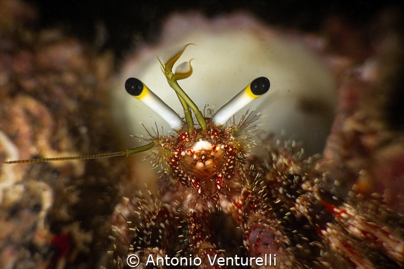 Hermit crab_December 2024
(CanonEF100,1/200,f16,iso100) by Antonio Venturelli 