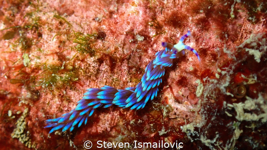 Blue Dragon Nudibranch found in the Andaman Sea. 
Dive s... by Steven Ismailovic 