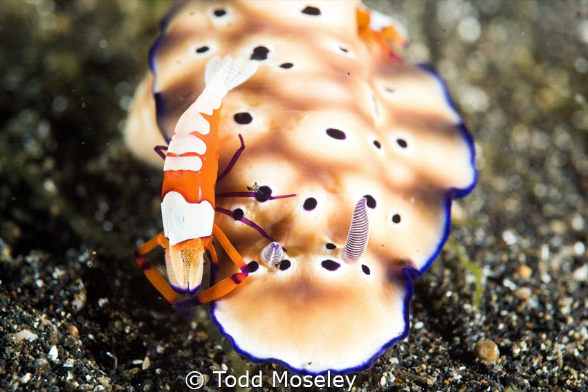 Free ride. Lembeh Straits, Indonesia by Todd Moseley 