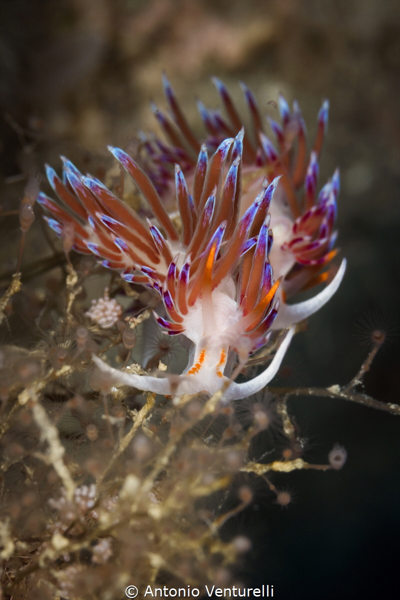 Pair of Cratena peregrina_September 2024
(CanonEF100,1/2... by Antonio Venturelli 